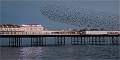 Starling Murmeration, Brighton_Wendy Mann